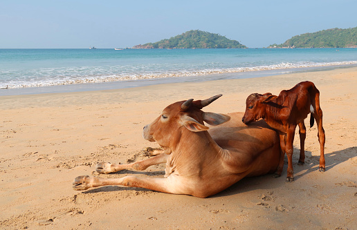 Stock photo of Indian sacred cow lying down on beach sand, with calf, in front of sea at water's edge, Palolem Beach, Goa holiday vacation, South India.