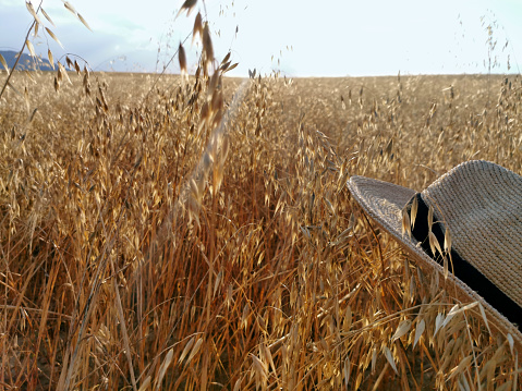 farmer's hat on a barley field against the blue sky
