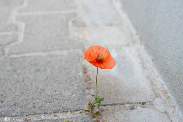 istock One lonely red poppy 1256812845