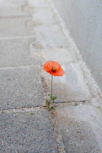 One lonely red poppy stock photo