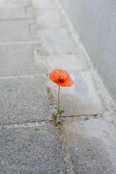 Photo of One lonely red poppy