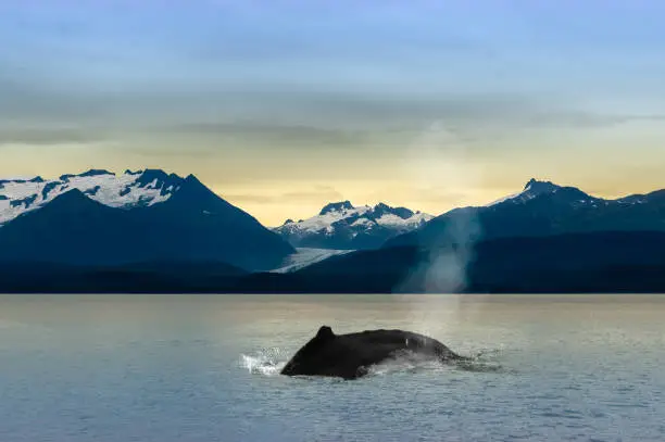 Early morning Humpback whale (Megaptera novaeangliae) breaching in Juneau, Alaska with snow capped mountains and golden sky in the background.