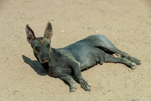 istock Peruvian hairless dog in Chan Chan, Peru. 1256813744
