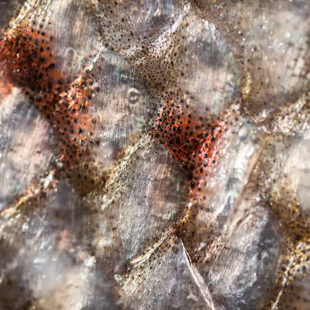 Extreme macro photo of a Tasmanian Salmon fillet. Fish scales.