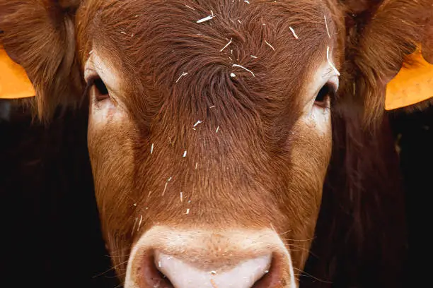 Photo of Eyes red cow, close-up. Big beautiful limousin bull cow head close-up. Cattle breeding.