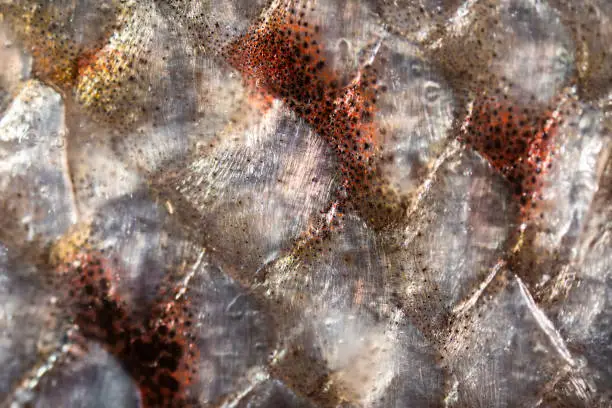 Extreme macro photo of a Tasmanian Salmon fillet. Fish scales.