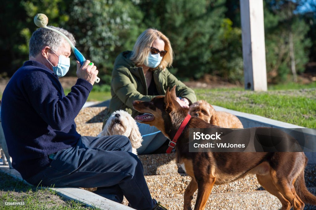 Seniors Wearing Masks Walking Dogs Senior couple walking their pets during Covid-19, wearing face marks. Protective Face Mask Stock Photo