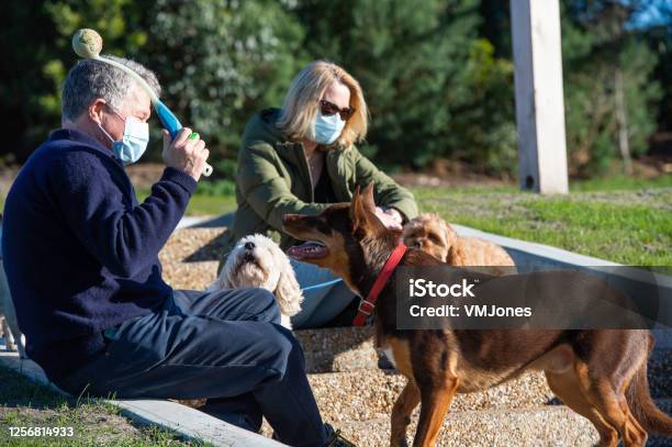Seniors Wearing Masks Walking Dogs Stock Photo - Download Image Now - Protective Face Mask, Senior Adult, Dog