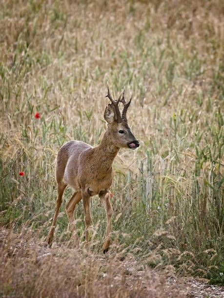 istock Dinnertime for the Roe Buck 1256815006