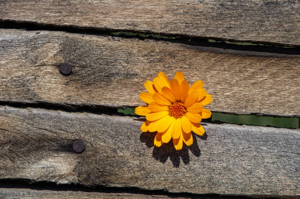 istock One calendula flower in the bright sun through a rough fence. 1256815616