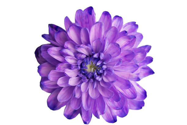 istock Purple chrysanthemum on a white background 1256816774