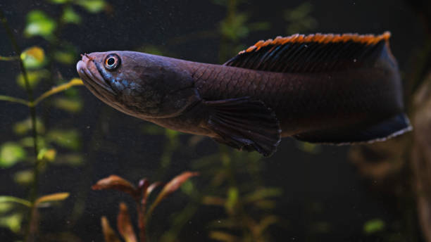 istock Channa sp Laos Fireback fish in aquarium - Snakehead fish 1256816917