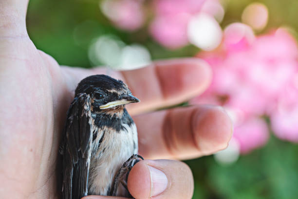 istock Caught swallow in hand. Insectivorous bird swallow 1256817957
