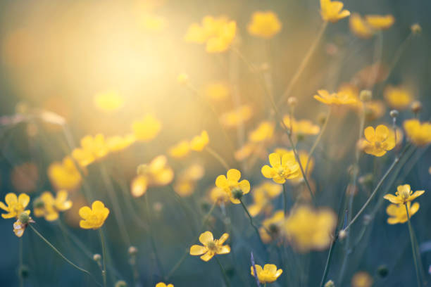istock Summer blossoming yellow buttercups background 1256817962