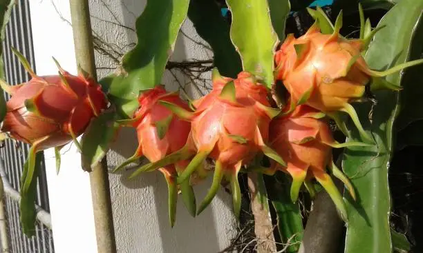 The picture depicts many dragonfruits growing on a white wall. The cactus can be seen clearly.