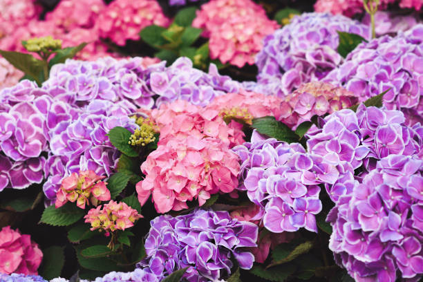 istock Summer blossoming pink and violet hydrangea flowers i 1256818889