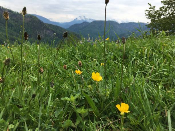 istock Juicy grass in Alpine meadows with cows 1256819157