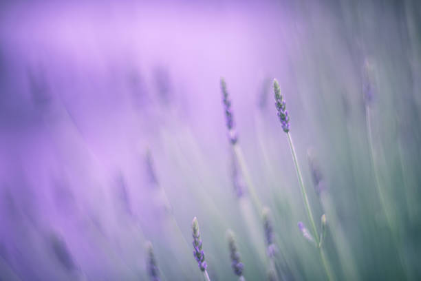 lavender flowers in the wind soft focus