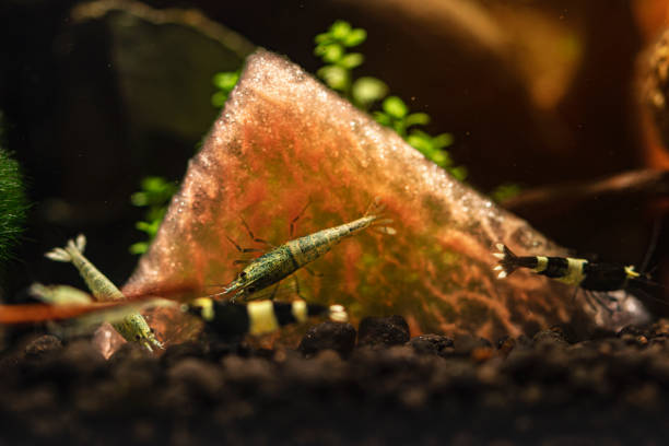 istock Caridina shrimps eating watermelon 1256821008