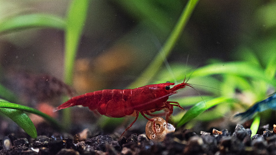 Cherry Shrimp Close-up in aquarium