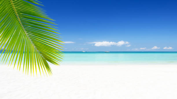 istock Perfect tropical white sand beach and turquoise sea 1256822100
