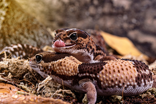 Shooting with the gecko, correlophus ciliatus. Gecko à crête