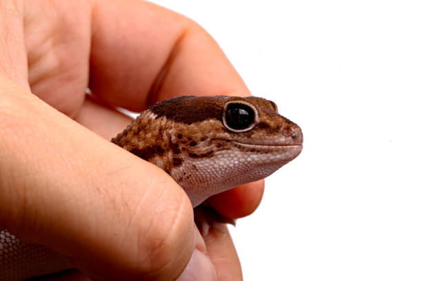istock African Fat-Tailed Gecko close up on isolated white background 1256822167