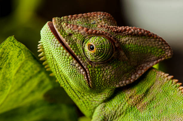 istock Veiled Chameleon close up portrait 1256823403