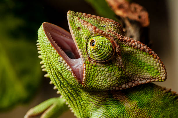 istock Veiled Chameleon close up portrait 1256823405