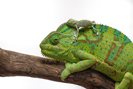 Veiled Chameleon and baby chameleon close up portrait on white background