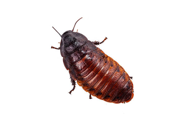 Madagascar hissing (Gromphadorhina portentosa) cockroach isolated