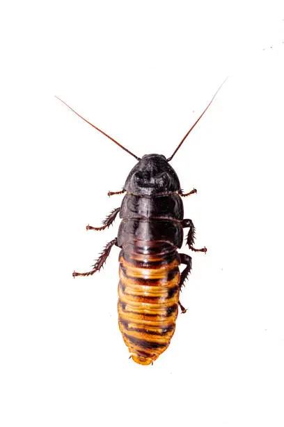 Photo of Madagascar hissing (Gromphadorhina portentosa) cockroach isolated