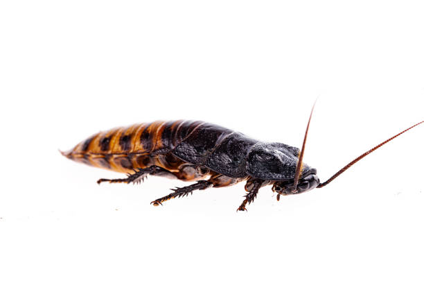 Madagascar hissing (Gromphadorhina portentosa) cockroach isolated