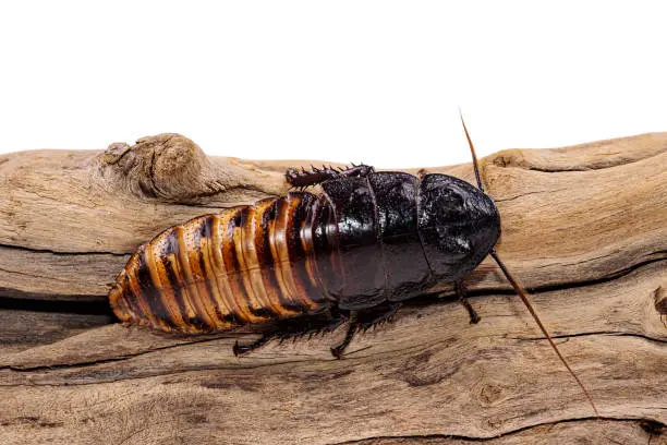 Photo of Madagascar hissing (Gromphadorhina portentosa) cockroach isolated