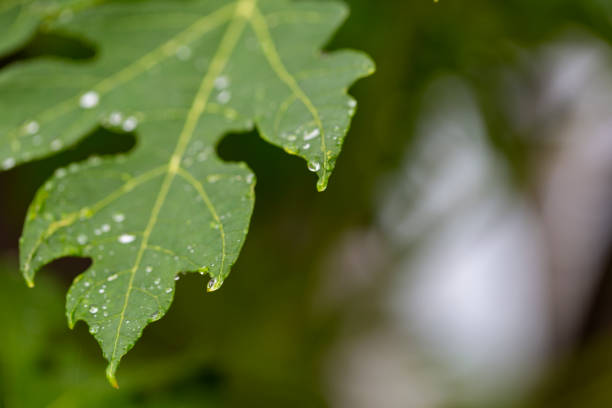 istock Papaya tree growth in nature, rain drop on fresh leaf 1256824383