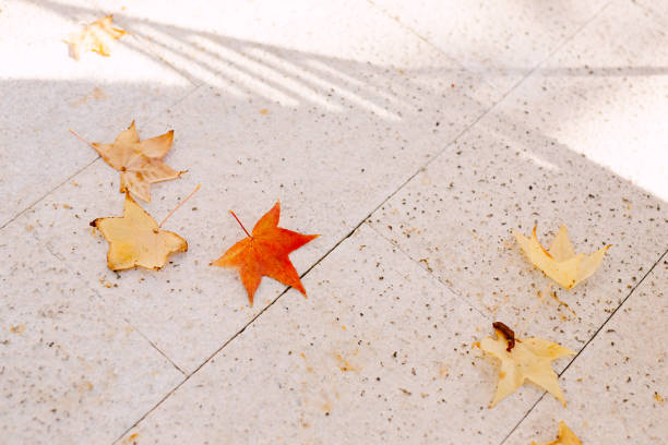 Fallen yellow and red maple leaves on the marble floor. High quality photo