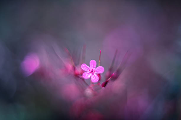 istock Little pink flower geranium robertianum 1256825248