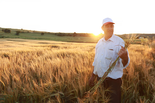 farmer with wheat in his hands at sunset