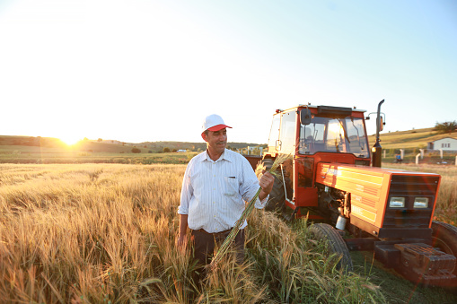 Harvest time of senior farmer with wheat in the hands of the tractor in the background at sunset