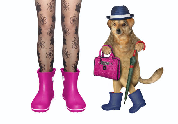 The girl in jeans and her dog in a hat with an umbrella cane are both in blue rubber boots. White background. Isolated.