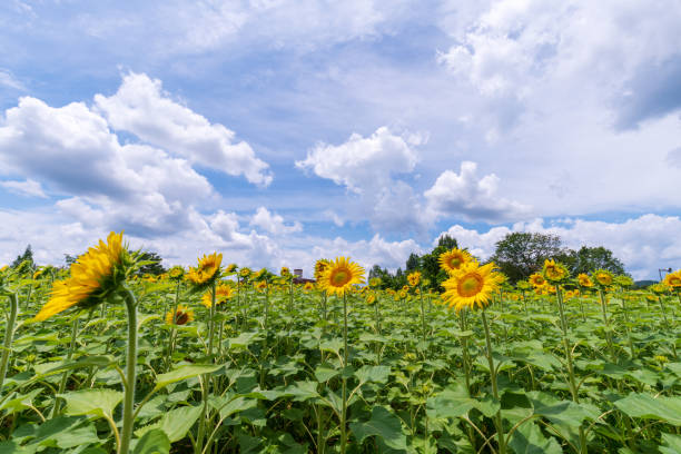 istock Sun flower in Japan 1256827605