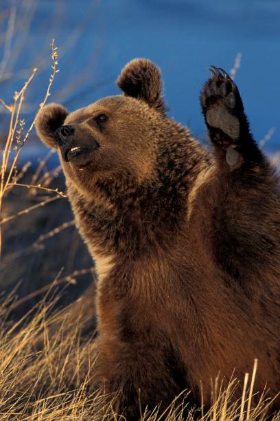 istock Grizzly Bear, ursus arctos horribilis, Alaska 1256827615