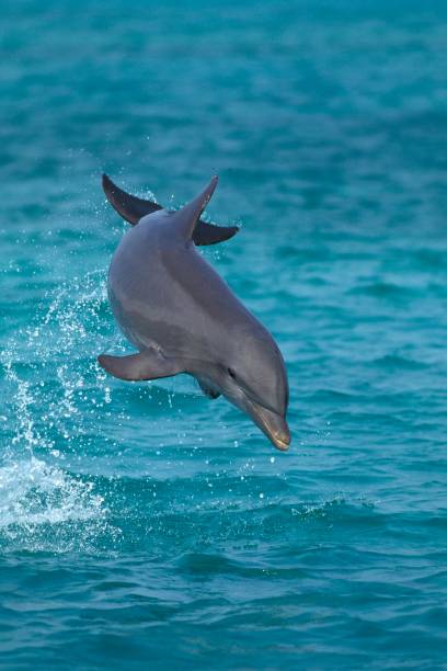 istock Bottlenose Dolphin, tursiops truncatus, Leaping, Honduras 1256827631