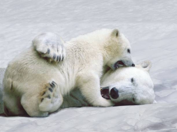 Polar Bear, thalarctos maritimus, Mother and Cub playing on Ice