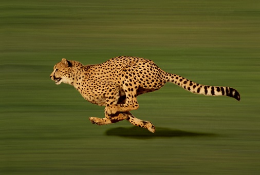 500+ Cheetah Pictures [HD] | Download Free Images on Unsplash