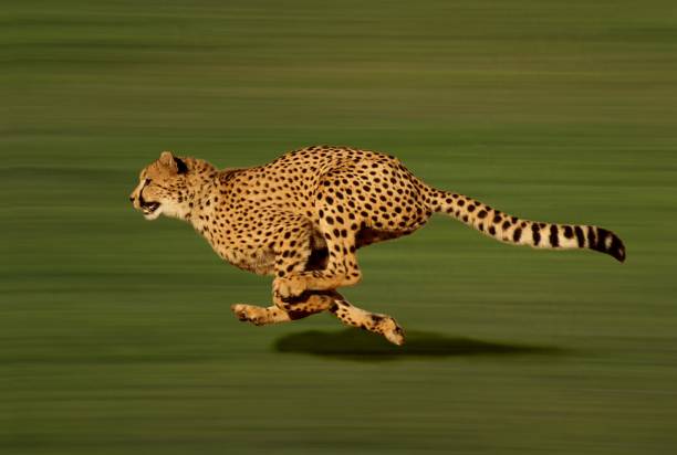 Cheetah, acinonyx jubatus, running stock photo
