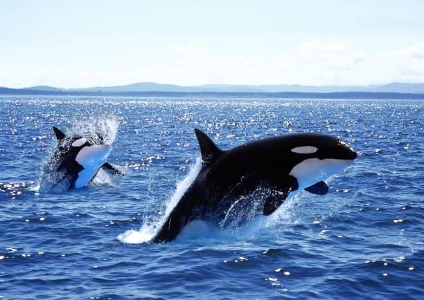 istock Killer Whale, orcinus orca, Mother and Calf Leaping, Canada 1256827688