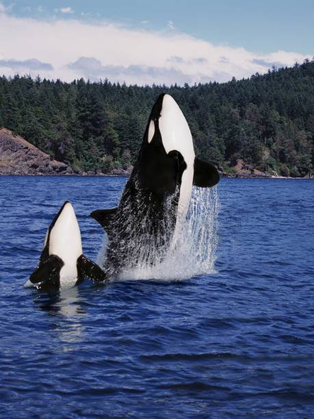 istock Killer Whale, orcinus orca, Mother and Calf Leaping, Canada 1256827689