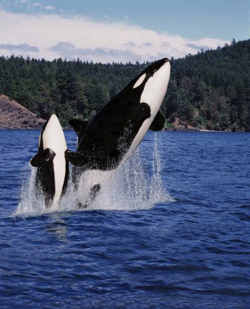 istock Killer Whale, orcinus orca, Mother and Calf Leaping, Canada 1256827690