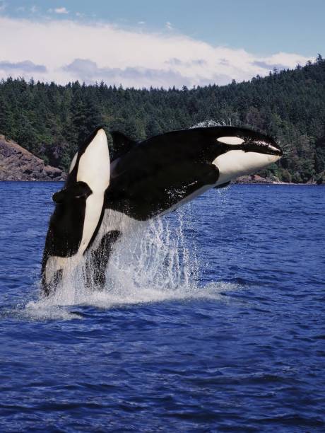 istock Killer Whale, orcinus orca, Mother and Calf Leaping, Canada 1256827702